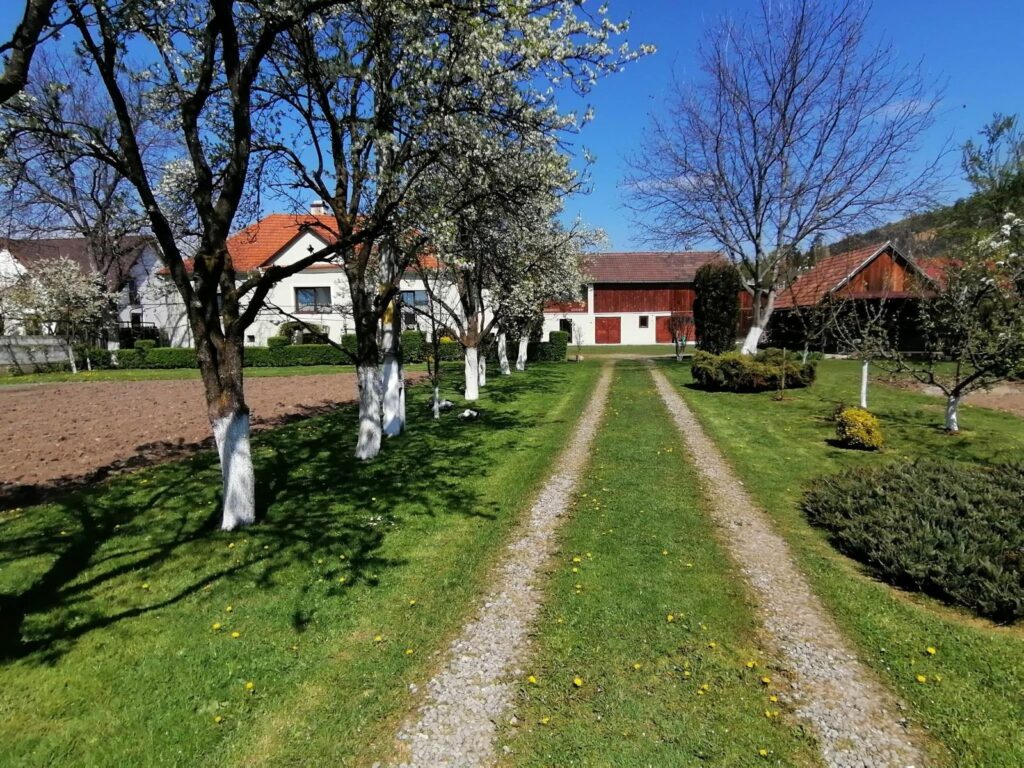 A Török-kúria fasoros behajtója